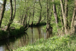 Rzeka Mierzawa